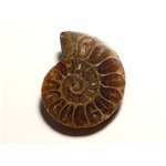 N4 - Pendentif Pierre Fossile - Ammonite Ammonoidea 34mm - 8741140016446 
