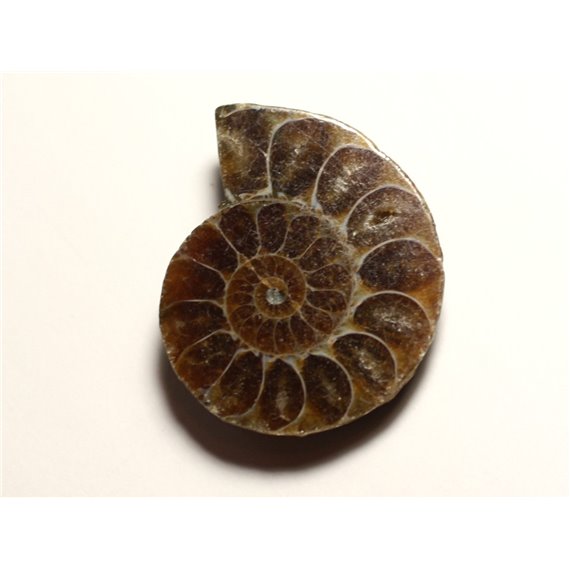 N9 - Pendentif Pierre Fossile - Ammonite Ammonoidea 35mm - 8741140016491 