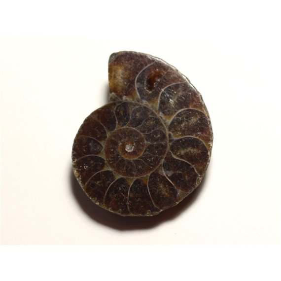 N11 - Pendentif Pierre Fossile - Ammonite Ammonoidea 35mm - 8741140016514 