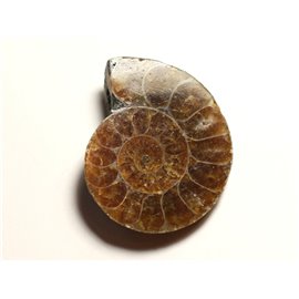 N12 - Fossil Stone Pendant - Ammonite Ammonoidea 35mm - 8741140016521 