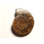N12 - Pendentif Pierre Fossile - Ammonite Ammonoidea 35mm - 8741140016521 