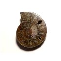 N13 - Pendentif Pierre Fossile - Ammonite Ammonoidea 37mm - 8741140016538 
