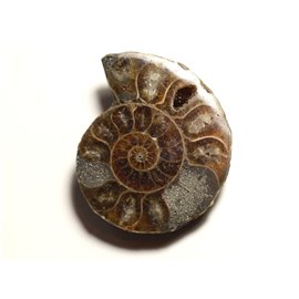 N14 - Pendente in pietra fossile - Ammonite Ammonoidea 38mm - 8741140016545 