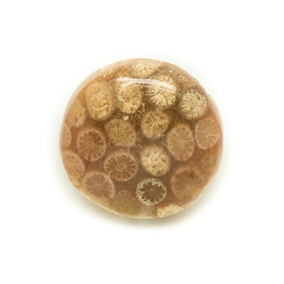 N3 - Cabochon de Pierre - Corail Fossile Rond 23mm - 8741140006416 