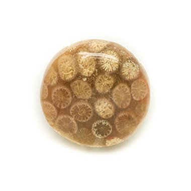 N3 - Cabochon de Pierre - Corail Fossile Rond 23mm - 8741140006416 