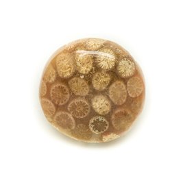 N3 - Cabochon in pietra - Corallo fossile rotondo 23 mm - 8741140006416 