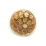 N3 - Cabochon de Pierre - Corail Fossile Rond 23mm - 8741140006416 