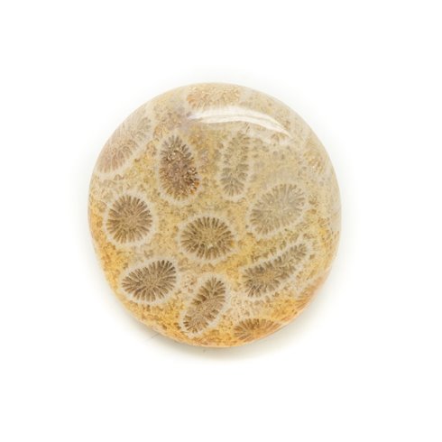 N10 - Cabochon de Pierre - Corail Fossile Rond 30mm - 8741140006485 