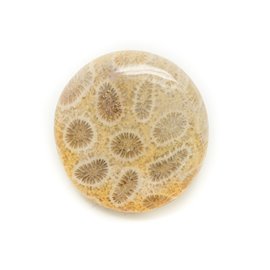 N10 - Cabochon in pietra - Corallo fossile rotondo 30 mm - 8741140006485 