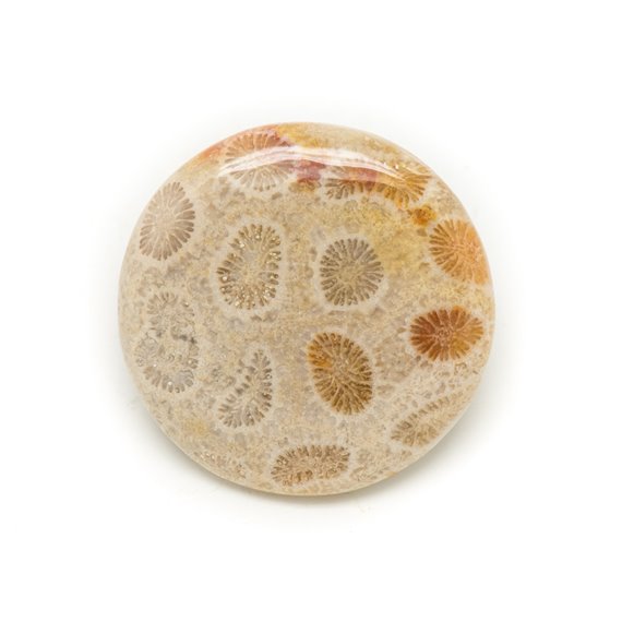 N11 - Cabochon de Pierre - Corail Fossile Rond 31mm - 8741140006492 