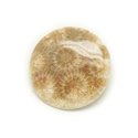 N13 - Cabochon de Pierre - Corail Fossile Rond 37mm - 8741140006515 