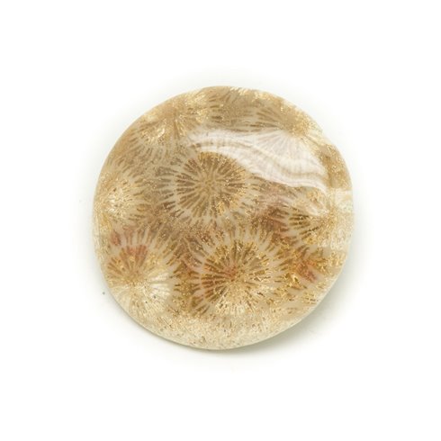 N13 - Cabochon de Pierre - Corail Fossile Rond 37mm - 8741140006515 