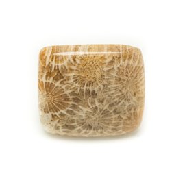 N25 - Cabujón de piedra - Fossil Coral 23mm Square - 8741140006638 