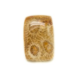 N20 - Cabochon in pietra - Rettangolo di corallo fossile 25x17mm - 8741140006584 