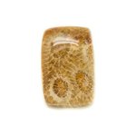 N20 - Cabochon de Pierre - Corail Fossile Rectangle 25x17mm - 8741140006584 