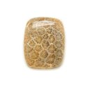 N21 - Cabochon de Pierre - Corail Fossile Rectangle 24x20mm - 8741140006591 