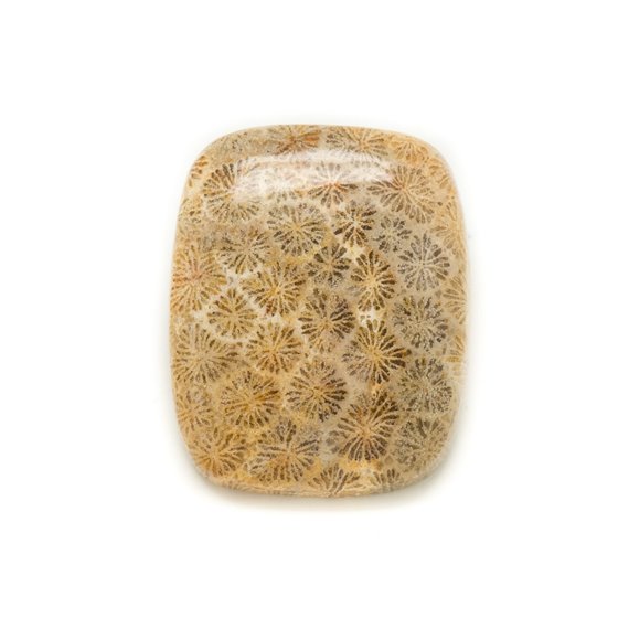 N21 - Cabochon de Pierre - Corail Fossile Rectangle 24x20mm - 8741140006591 