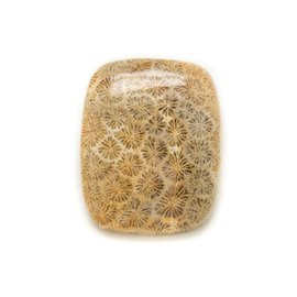 N21 - Cabochon de Pierre - Corail Fossile Rectangle 24x20mm - 8741140006591 