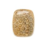 N21 - Cabochon de Pierre - Corail Fossile Rectangle 24x20mm - 8741140006591 