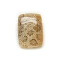 N22 - Cabochon de Pierre - Corail Fossile Rectangle 27x20mm - 8741140006607 