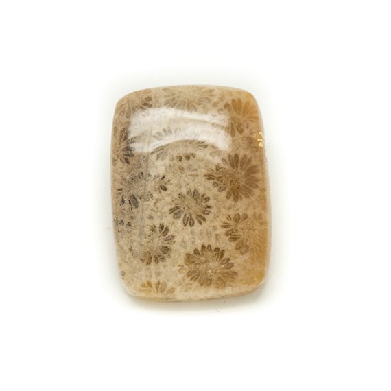 N22 - Cabochon de Pierre - Corail Fossile Rectangle 27x20mm - 8741140006607 