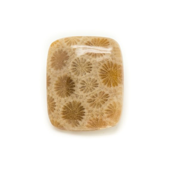 N24 - Cabochon de Pierre - Corail Fossile Rectangle 28x23mm - 8741140006621 