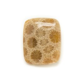 N24 - Cabujón de piedra - Rectángulo de coral fósil 28x23mm - 8741140006621 