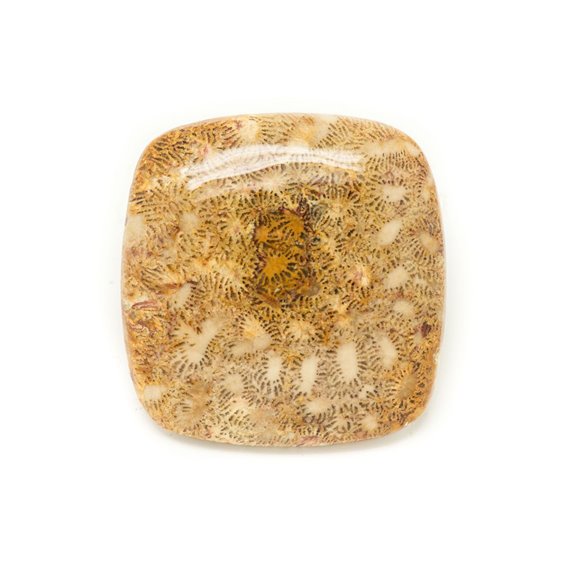 N26 - Cabochon de Pierre - Corail Fossile Rectangle Carré 37x36mm - 8741140006645 