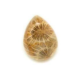 N27 - Stone Cabochon - Fossil Coral Drop 20x15mm - 8741140006652 
