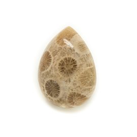 N28 - Cabujón de piedra - Gota de coral fósil 21x16mm - 8741140006669 
