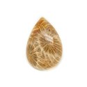 N31 - Cabochon de Pierre - Corail Fossile Goutte 24x18mm - 8741140006690 