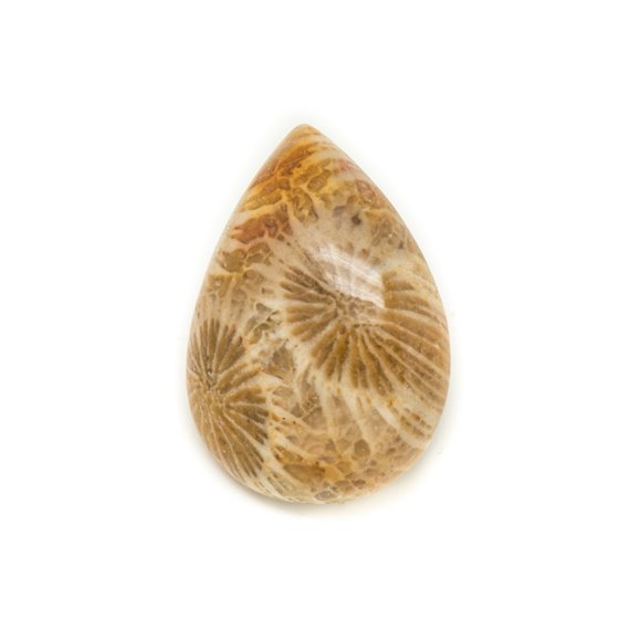 N31 - Cabochon de Pierre - Corail Fossile Goutte 24x18mm - 8741140006690 