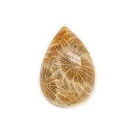 N31 - Cabochon in pietra - Goccia di corallo fossile 24x18mm - 8741140006690 