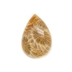 N31 - Cabochon de Pierre - Corail Fossile Goutte 24x18mm - 8741140006690 