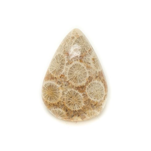 N33 - Cabochon de Pierre - Corail Fossile Goutte 24x17mm - 8741140006713 