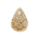 N33 - Cabochon de Pierre - Corail Fossile Goutte 24x17mm - 8741140006713 