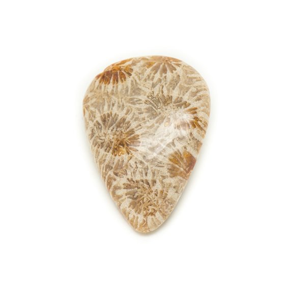 N38 - Cabochon de Pierre - Corail Fossile Goutte 28x20mm - 8741140006768 