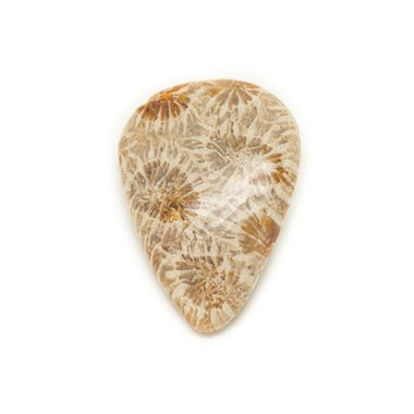 N38 - Cabochon de Pierre - Corail Fossile Goutte 28x20mm - 8741140006768 