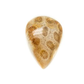 N40 - Stone Cabochon - Fossil Coral Drop 31x21mm - 8741140006782 