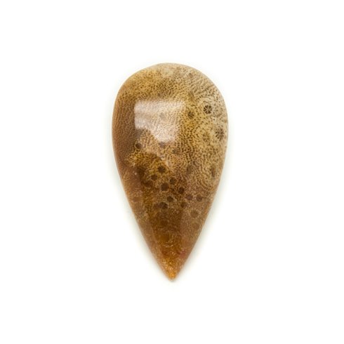 N42 - Cabochon de Pierre - Corail Fossile Goutte 36x20mm - 8741140006805 