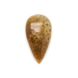 N42 - Cabochon in pietra - Goccia di corallo fossile 36x20mm - 8741140006805 