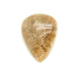 N43 - Cabochon in pietra - Goccia di corallo fossile 35x26mm - 8741140006812 