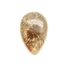 N44 - Steinkabochon - Fossiler Korallentropfen 33x21mm - 8741140006829 