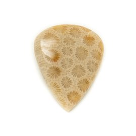 N50 - Cabochon in pietra - Goccia di corallo fossile 43x34mm - 8741140006881 