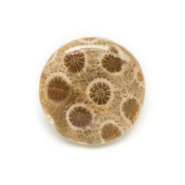 N4 - Cabochon de Pierre - Corail Fossile Rond 26mm - 8741140006423 