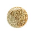 N6 - Cabochon de Pierre - Corail Fossile Rond 31mm - 8741140006447 