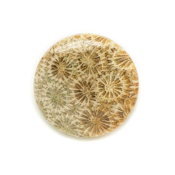 N6 - Cabochon de Pierre - Corail Fossile Rond 31mm - 8741140006447 