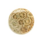 N6 - Cabochon de Pierre - Corail Fossile Rond 31mm - 8741140006447 