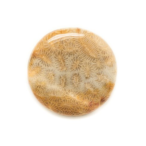 N7 - Cabochon de Pierre - Corail Fossile Rond 30mm - 8741140006454 