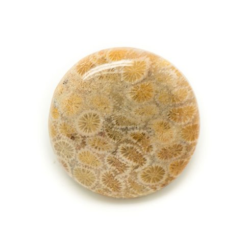 N8 - Cabochon de Pierre - Corail Fossile Rond 31mm - 8741140006461 